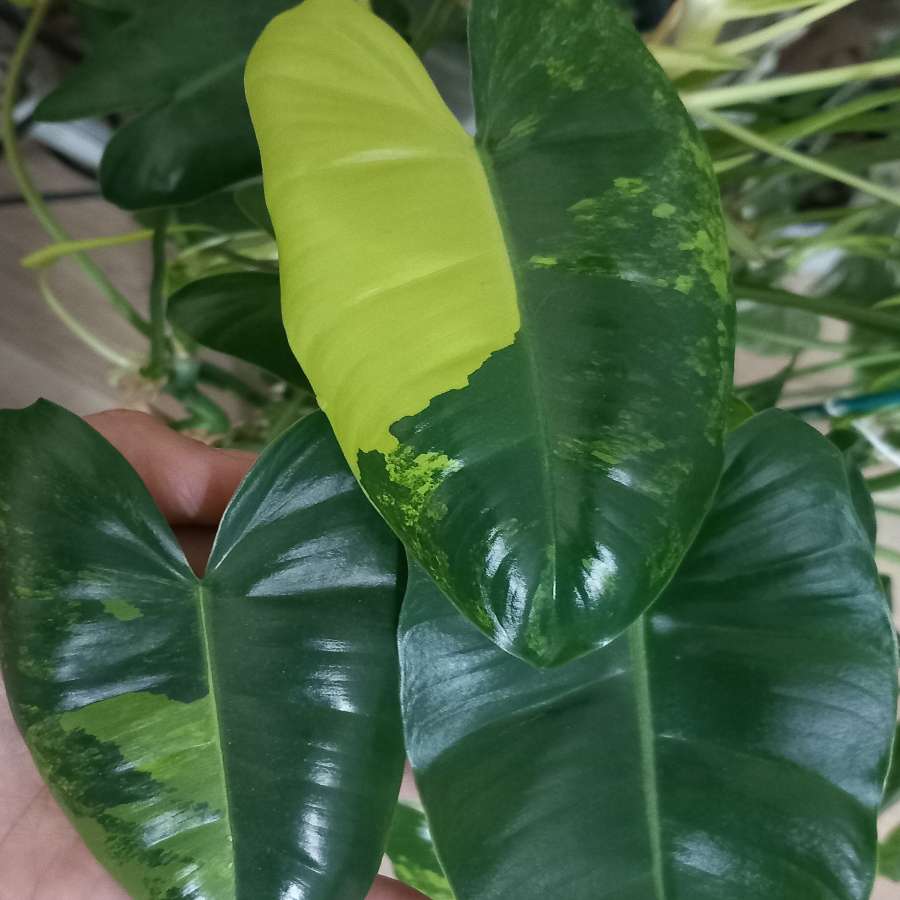 Philodendron burle marx variegata