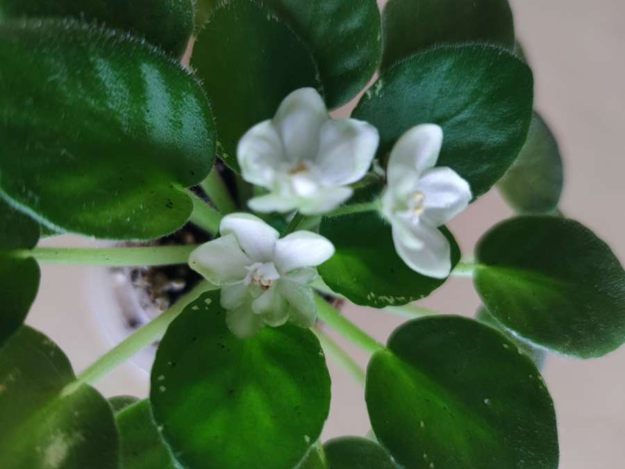 Fiołek afrykański odmianowy variegata 2