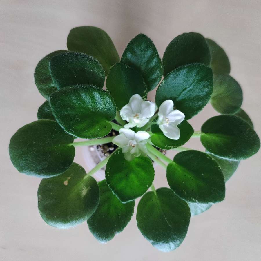 Fiołek afrykański odmianowy variegata