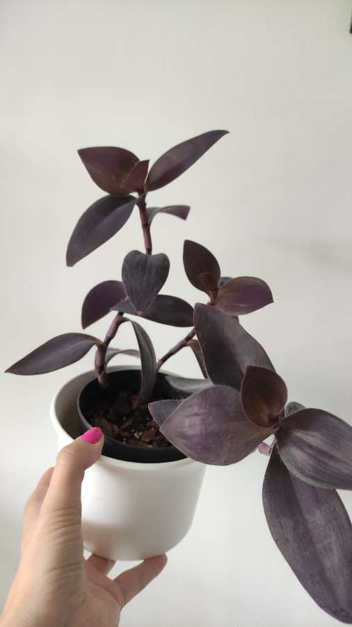 Trzykrotka purpurowa 2