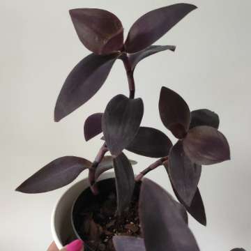 Trzykrotka purpurowa