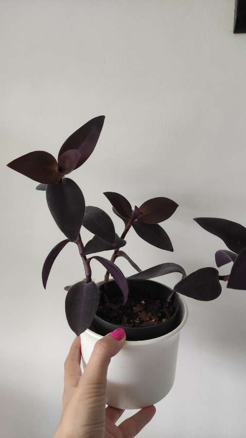 Trzykrotka purpurowa 3