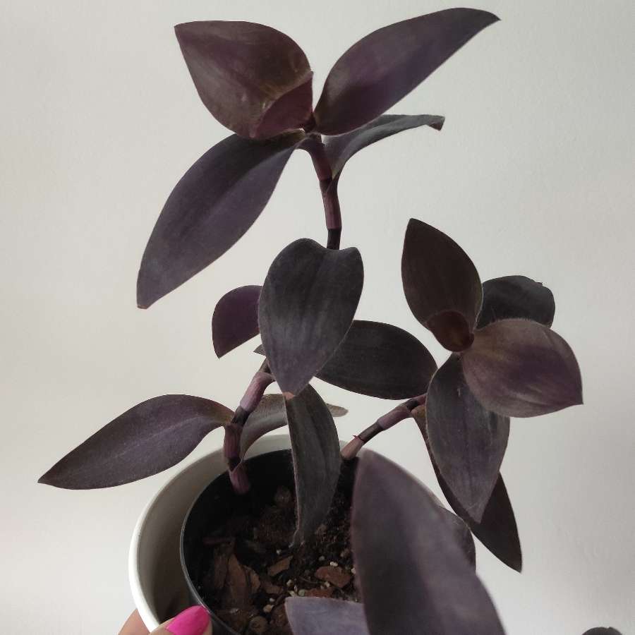 Trzykrotka purpurowa