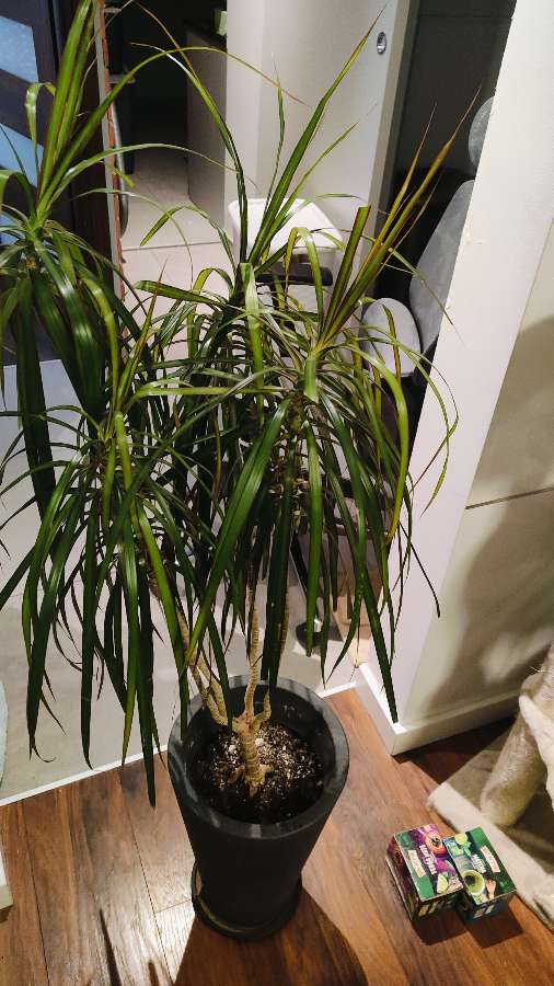 Duża Dracena 4