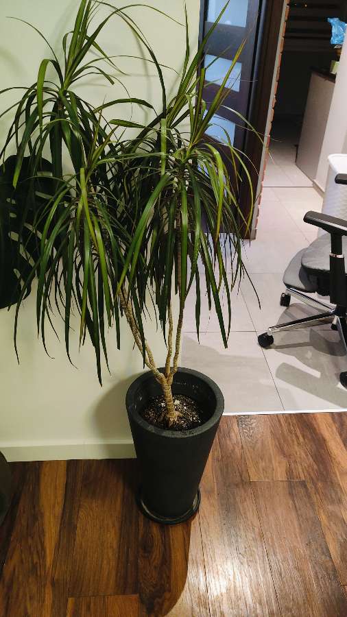 Duża Dracena 3