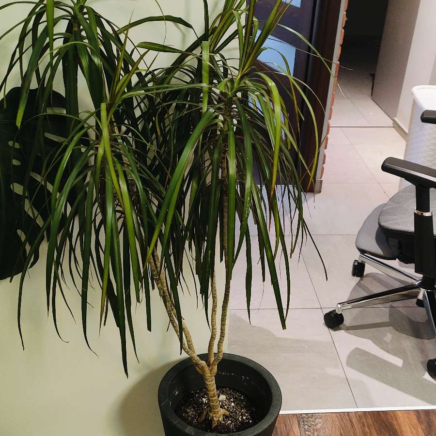 Duża Dracena