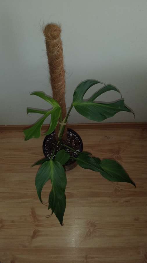 Monstera burle marx 4