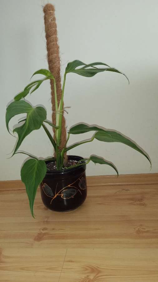 Monstera burle marx 3