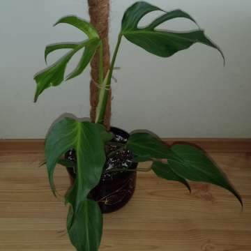 Monstera burle marx