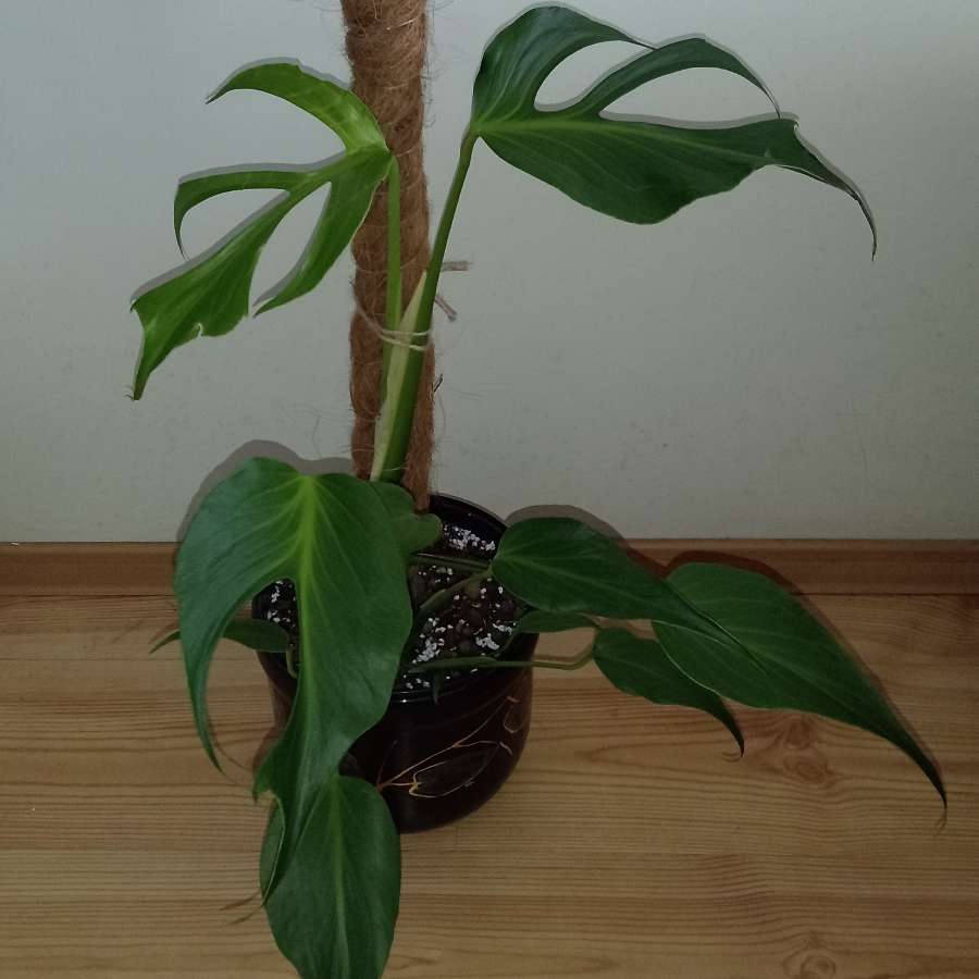 Monstera burle marx