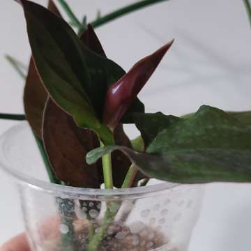 Syngonium Red Arrow