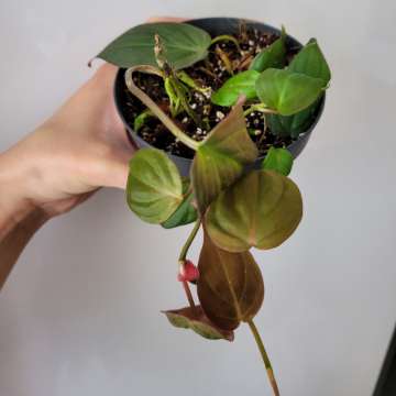 Philodendron micans