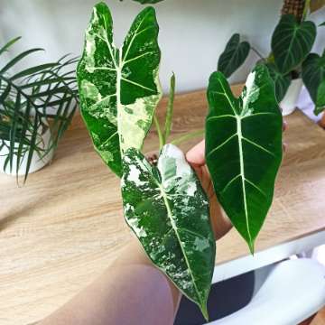 bulwka Alocasia Frydek Variegata