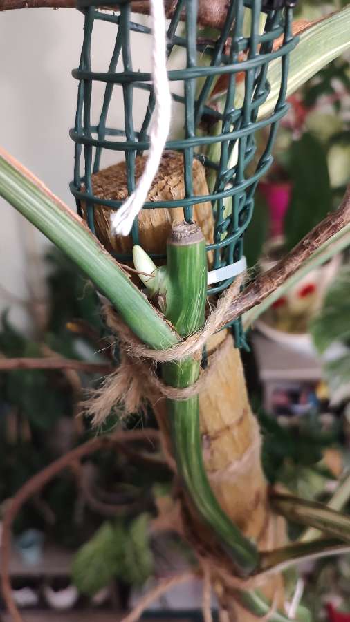 Monstera Variegata Albo 2