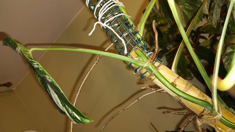 Monstera Variegata Albo 4