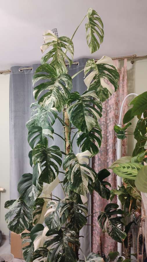 Monstera Variegata Albo 3