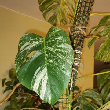 Monstera Variegata Albo