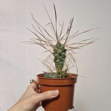 Tephrocactus articulatus