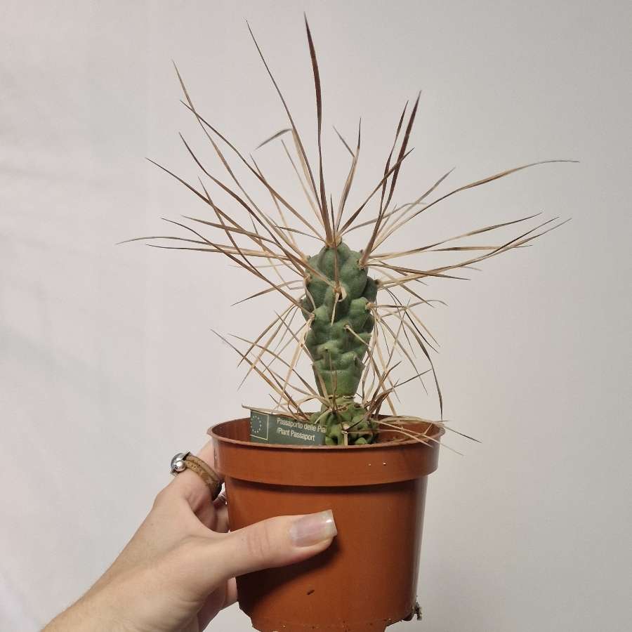 Tephrocactus articulatus