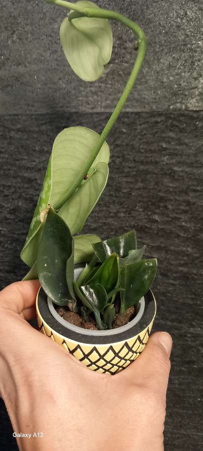 Scindapsus Trebie+Dark Form 2