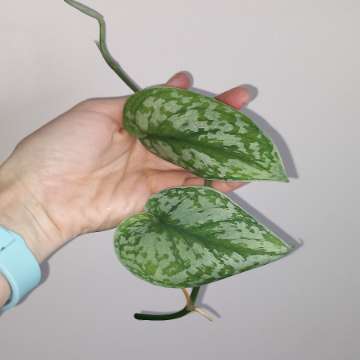 Scindapsus Trebie