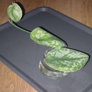 Scindapsus Trebie