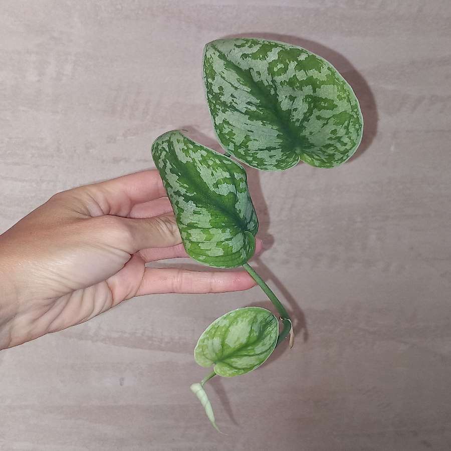 Scindapsus Trebie