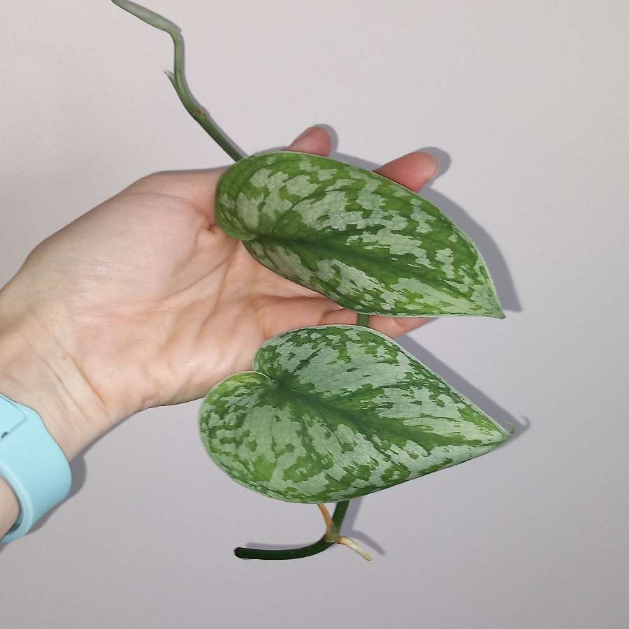 Scindapsus Trebie