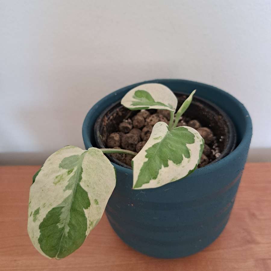 Epipremnum n'joy