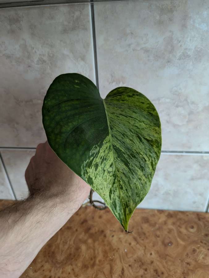 Epipremnum Marble Queen 2
