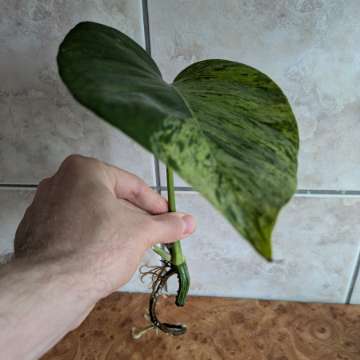 Epipremnum Marble Queen