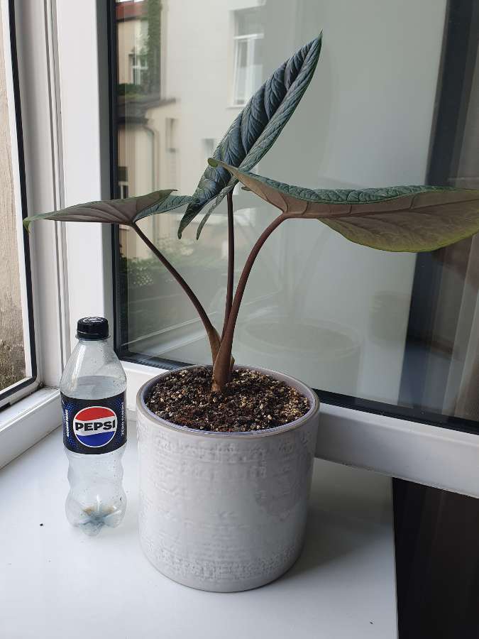 Alocasia scalprum 4