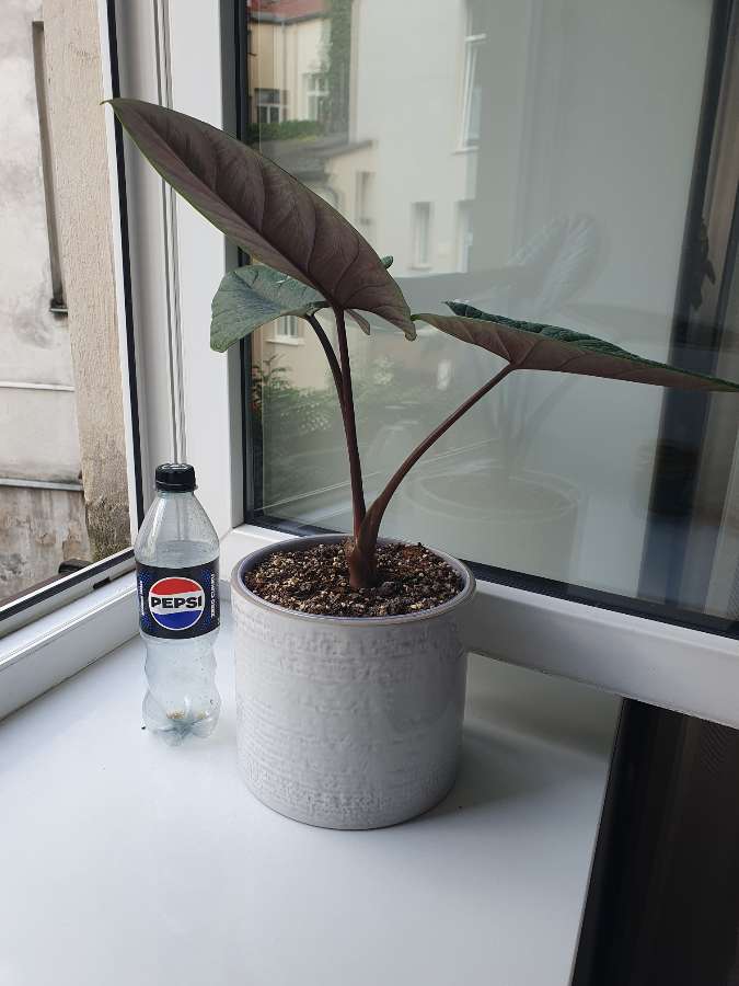 Alocasia scalprum 2