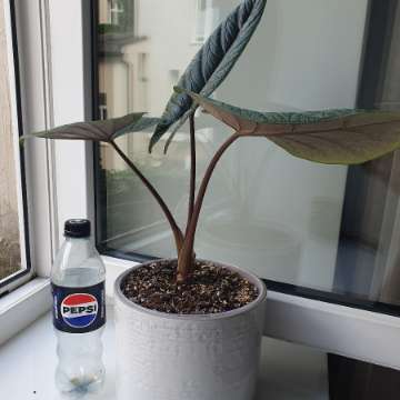 Alocasia scalprum