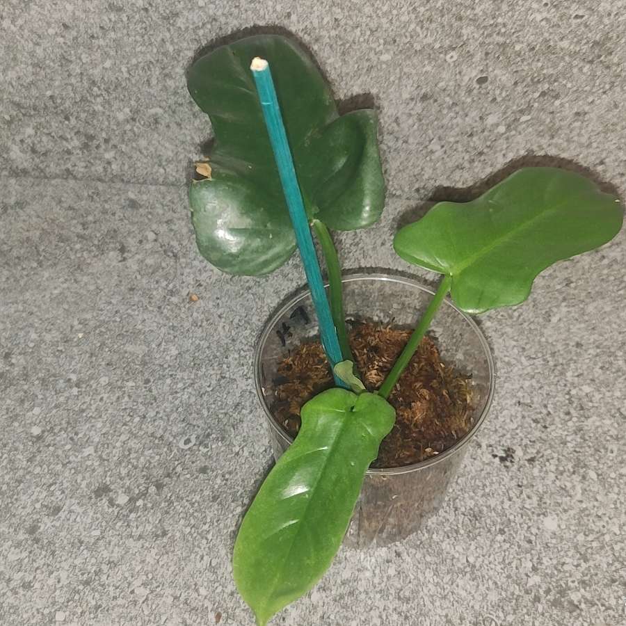 Philodendron bipinatifidum variegated regres