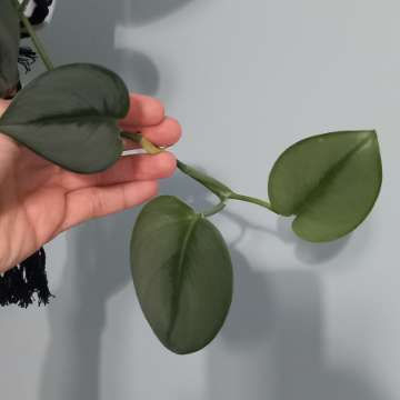Scindapsus Moonlight