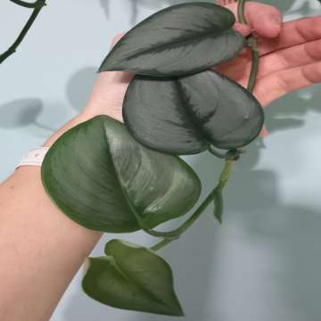 Scindapsus Moonlight
