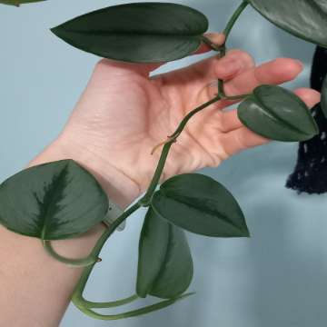 Scindapsus Moonlight