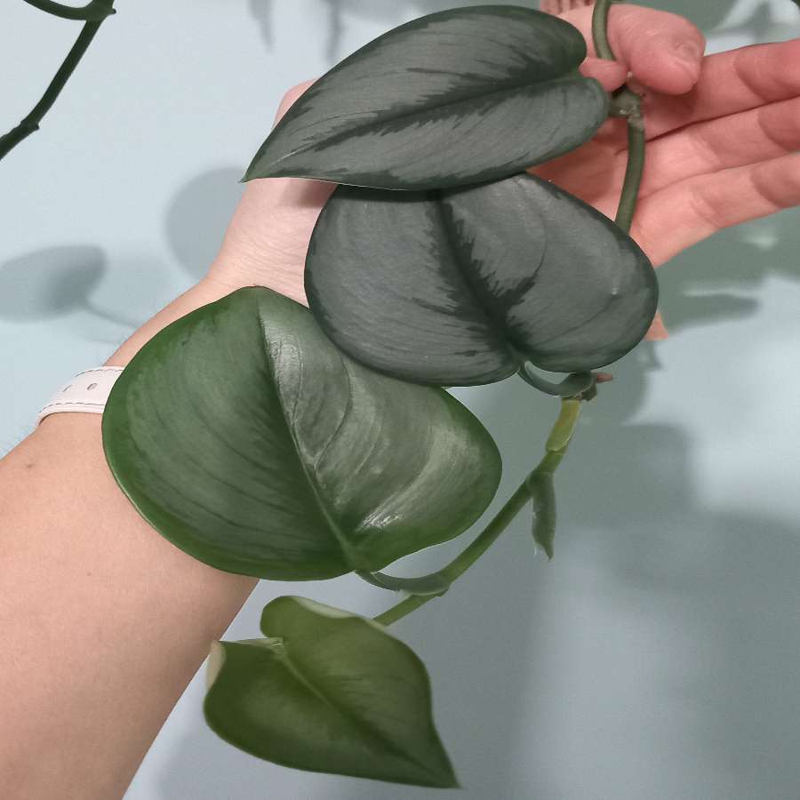 Scindapsus Moonlight