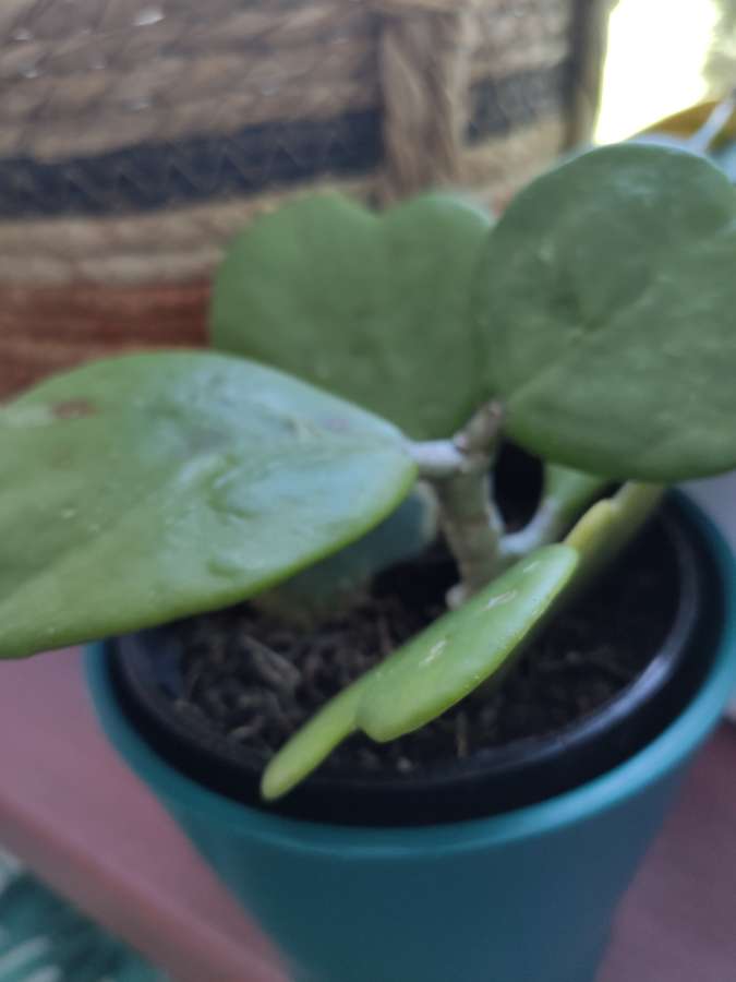 Hoya Hoja Kerri 2