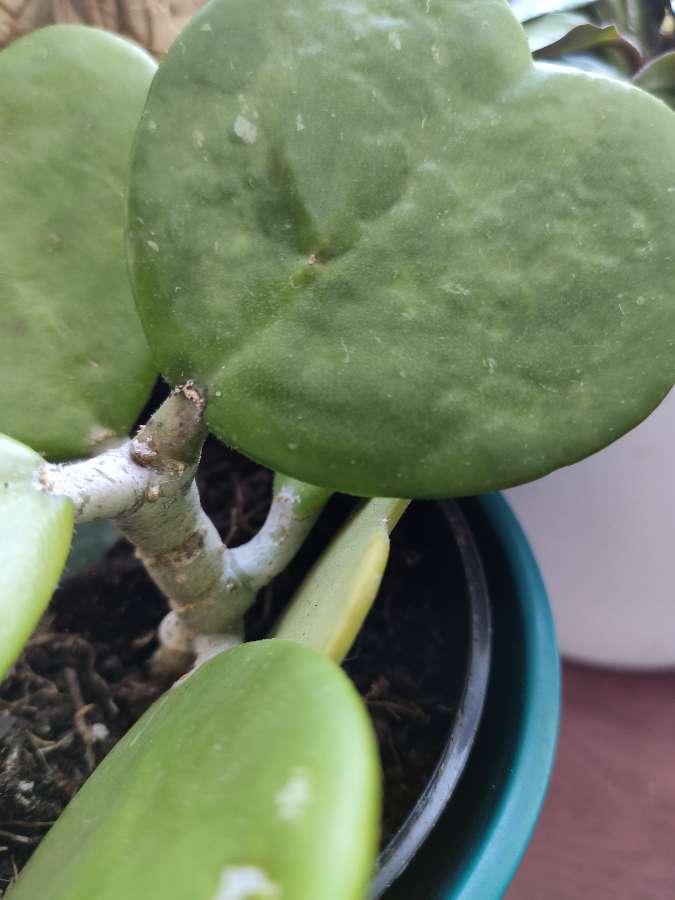Hoya Hoja Kerri 3