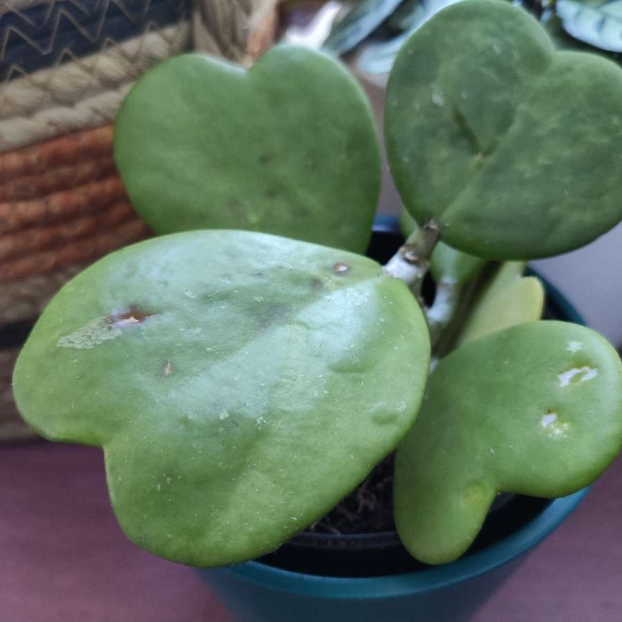 Hoya Hoja Kerri