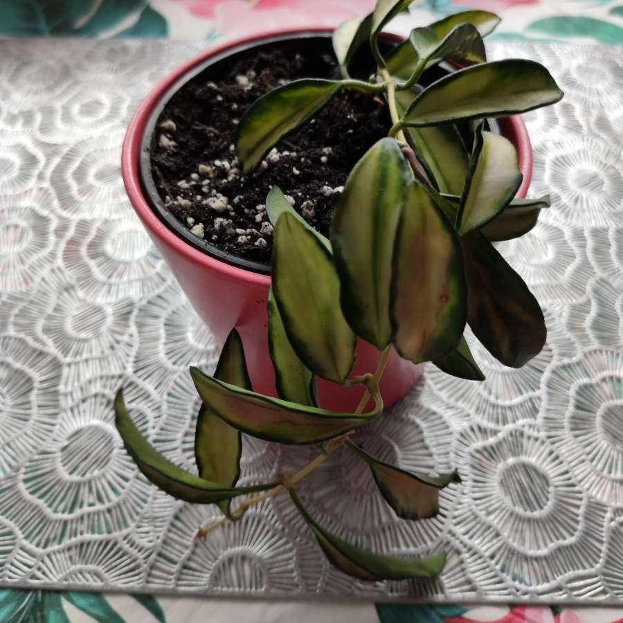 Hoya wayetii tricolor