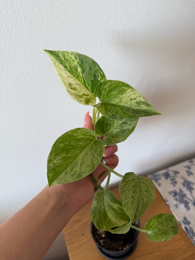 Epiprenum Marble queen 3