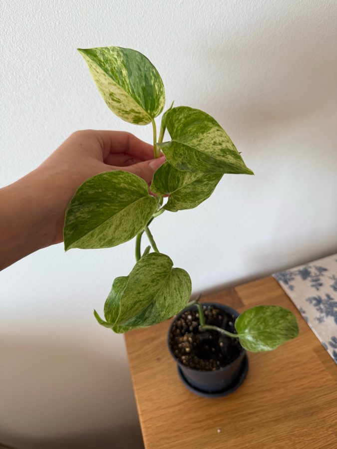 Epiprenum Marble queen 4