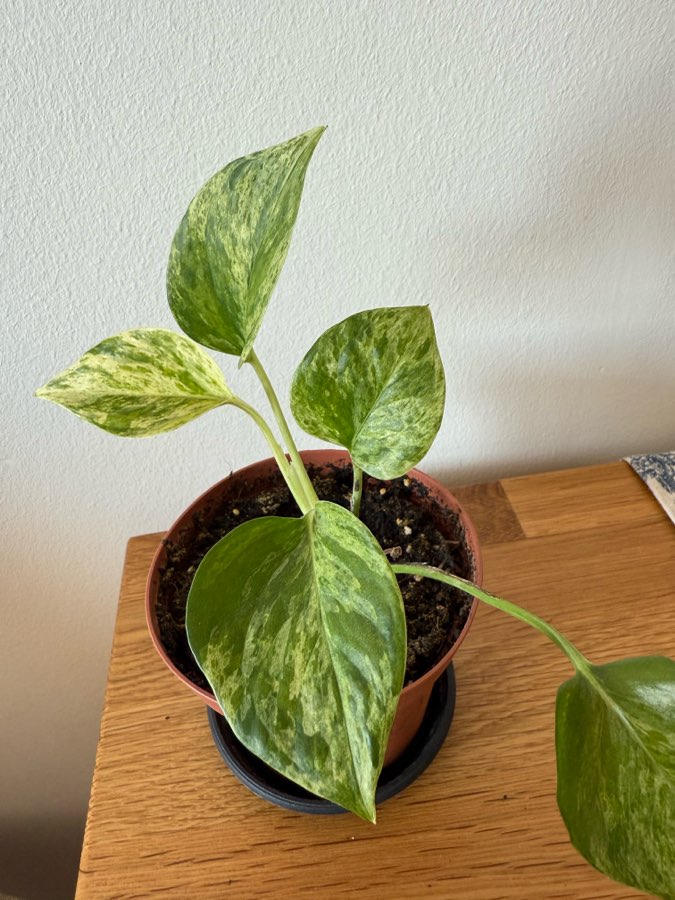 Epiprenum Marble queen 5
