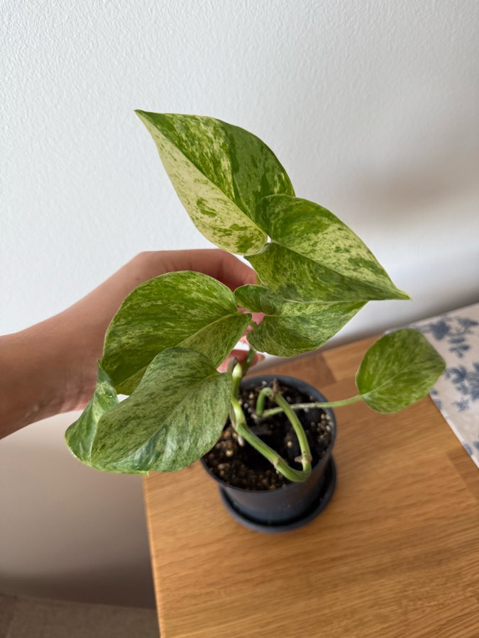 Epiprenum Marble queen 2