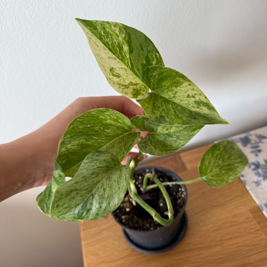Epiprenum Marble queen