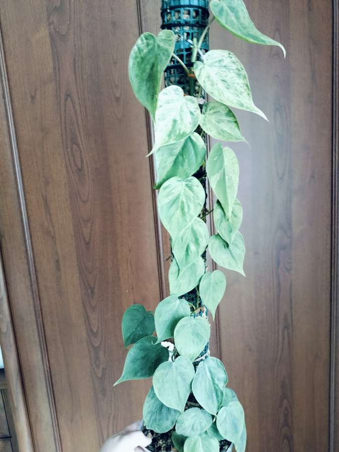 Philodendron hederaceum variegata 2