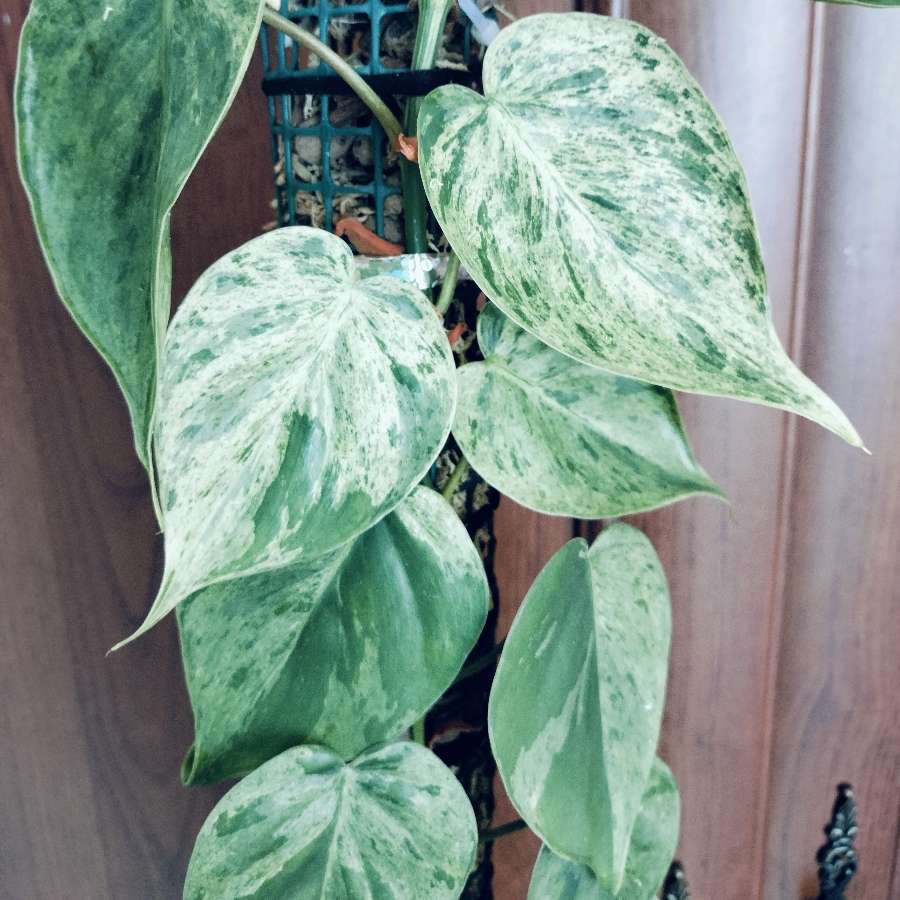 Philodendron hederaceum variegata